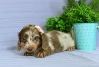 Cece, a female Miniature Dachshund for sale in Ligonier, IN – Photo 3 of 3