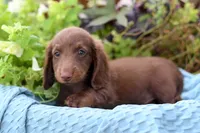 Jenson, a male Miniature Dachshund for sale in Ligonier, IN – 4 of 9