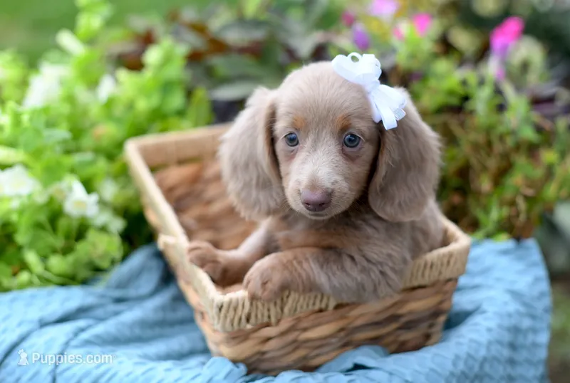 Ivory – Miniature Dachshund puppy for sale in Ligonier, IN
