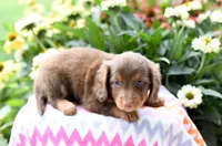 Jace, a male Miniature Dachshund for sale in Ligonier, IN – 3 of 3
