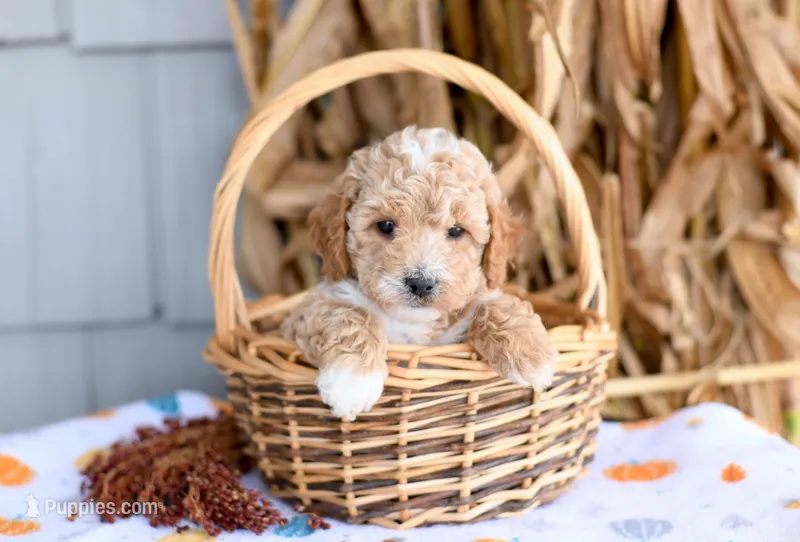Kolby – Cockapoo puppy for sale in Ligonier, IN