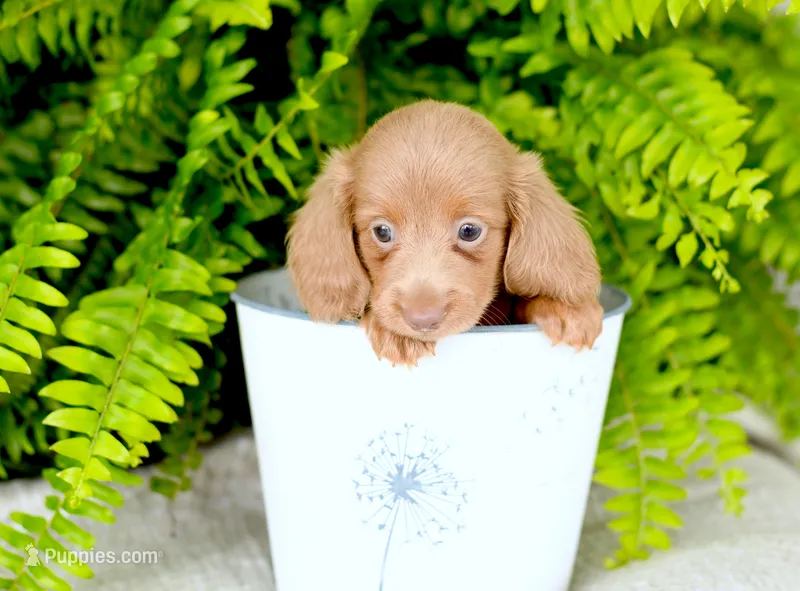 Ivory – Miniature Dachshund puppy for sale in Ligonier, IN