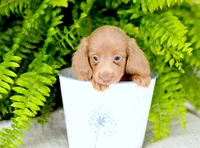 Ivory, a female Miniature Dachshund for sale in Ligonier, IN – 1 of 3