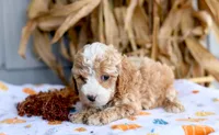 Kaden, a male Cockapoo for sale in Ligonier, IN – 2 of 3