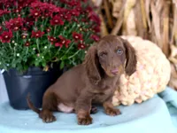 Jenson, a male Miniature Dachshund for sale in Ligonier, IN – 3 of 9