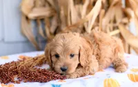 Kurt, a male Cockapoo for sale in Ligonier, IN – 3 of 3
