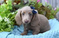 Isabell , a female Miniature Dachshund for sale in Ligonier, IN – 5 of 9