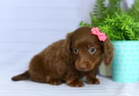 Chloe, a female Miniature Dachshund for sale in Ligonier, IN – Photo 2 of 3