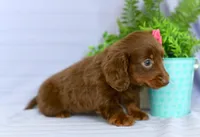 Chloe, a female Miniature Dachshund for sale in Ligonier, IN – Photo 3 of 3