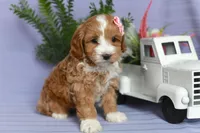 Brooke, a female Cockapoo for sale in Ligonier, IN – Photo 3 of 3
