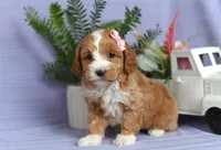 Brooke, a female Cockapoo for sale in Ligonier, IN – Photo 2 of 3