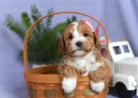 Brooke, a female Cockapoo for sale in Ligonier, IN – Photo 1 of 3