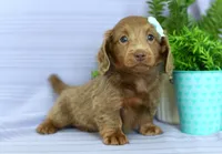 Charity, a female Miniature Dachshund for sale in Ligonier, IN – Photo 3 of 3