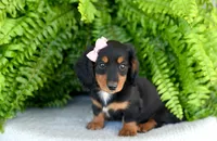 Heather, a female Miniature Dachshund for sale in Ligonier, IN – 2 of 8
