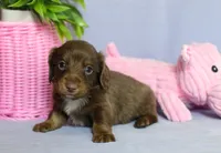 Zack, a male Miniature Dachshund for sale in Ligonier, IN – Photo 5 of 7
