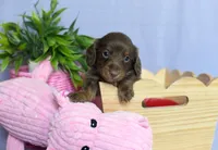 Zack, a male Miniature Dachshund for sale in Ligonier, IN – Photo 4 of 7