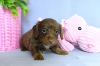 Zack, a male Miniature Dachshund for sale in Ligonier, IN – Photo 7 of 7