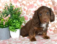 Zack, a male Miniature Dachshund for sale in Ligonier, IN – Photo 3 of 7