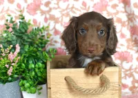 Zack, a male Miniature Dachshund for sale in Ligonier, IN – Photo 1 of 7