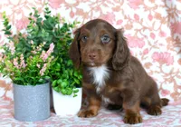 Zack, a male Miniature Dachshund for sale in Ligonier, IN – Photo 2 of 7