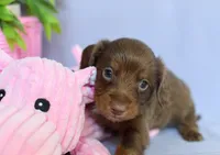 Zack, a male Miniature Dachshund for sale in Ligonier, IN – Photo 6 of 7