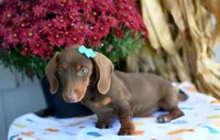 Hazel, a female Miniature Dachshund for sale in Ligonier, IN – 3 of 3