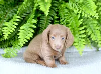 Isabell , a female Miniature Dachshund for sale in Ligonier, IN – 3 of 3