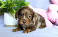 Zila, a female Miniature Dachshund for sale in Ligonier, IN – Photo 3 of 3