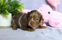 Zila, a female Miniature Dachshund for sale in Ligonier, IN – Photo 2 of 3