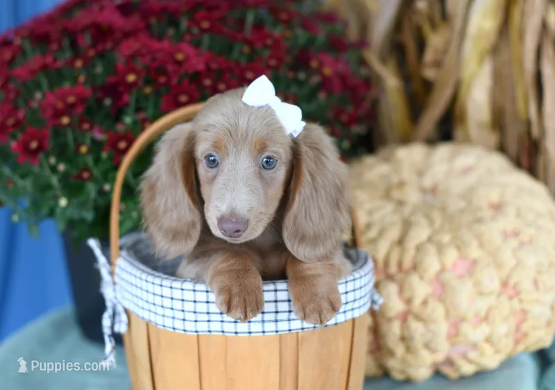 Ivory – Miniature Dachshund puppy for sale in Ligonier, IN