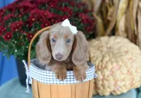 Ivory, a female Miniature Dachshund for sale in Ligonier, IN – 1 of 9