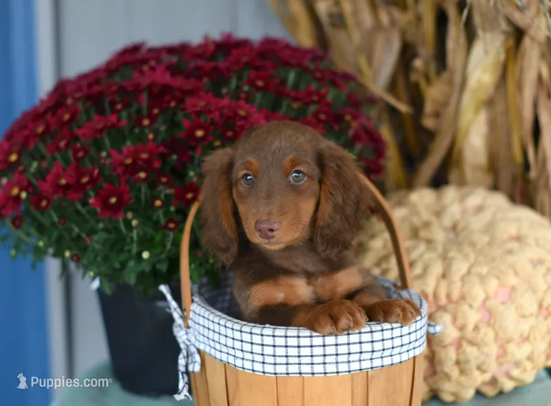 Jace – Miniature Dachshund puppy for sale in Ligonier, IN