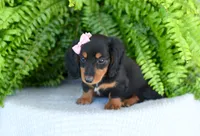 Heather, a female Miniature Dachshund for sale in Ligonier, IN – 4 of 8