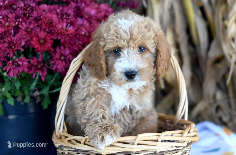 Kirby – Cockapoo puppy for sale in Ligonier, IN