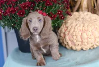 Isabell , a female Miniature Dachshund for sale in Ligonier, IN – 3 of 9