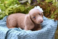 Ivory, a female Miniature Dachshund for sale in Ligonier, IN – 6 of 9