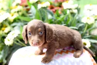 Jordan, a male Miniature Dachshund for sale in Ligonier, IN – 2 of 3