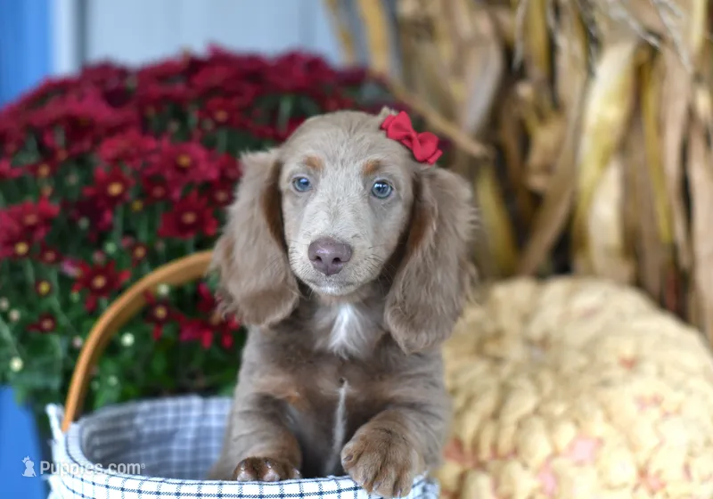 Isabell  – Miniature Dachshund puppy for sale in Ligonier, IN