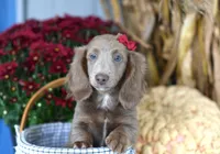 Isabell , a female Miniature Dachshund for sale in Ligonier, IN – 1 of 9