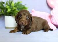 Zent, a male Miniature Dachshund for sale in Ligonier, IN – Photo 5 of 6