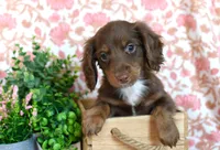 Zent, a male Miniature Dachshund for sale in Ligonier, IN – Photo 1 of 6