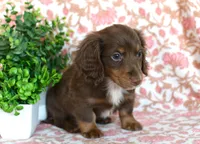 Zent, a male Miniature Dachshund for sale in Ligonier, IN – Photo 2 of 6