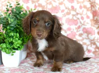 Zent, a male Miniature Dachshund for sale in Ligonier, IN – Photo 3 of 6