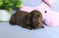 Zent, a male Miniature Dachshund for sale in Ligonier, IN – Photo 6 of 6