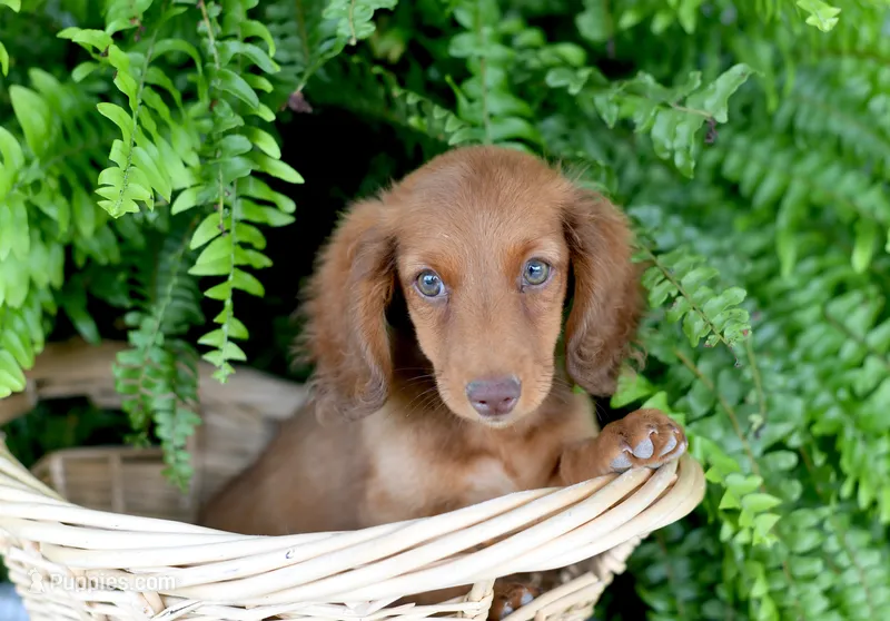 Gus – Miniature Dachshund puppy for sale in Ligonier, IN