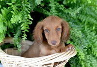 Gus, a male Miniature Dachshund for sale in Ligonier, IN – 1 of 5