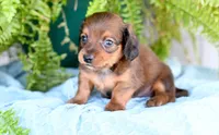 Diesel, a male Miniature Dachshund for sale in Ligonier, IN – Photo 3 of 3