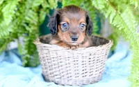 Diesel, a male Miniature Dachshund for sale in Ligonier, IN – Photo 1 of 3