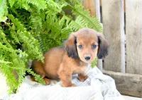 Diesel, a male Miniature Dachshund for sale in Ligonier, IN – 2 of 6