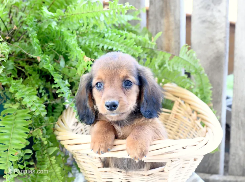 Diesel – Miniature Dachshund puppy for sale in Ligonier, IN